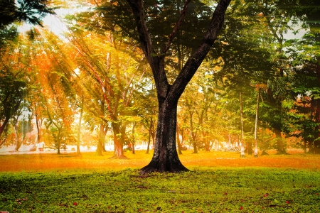 Sun rays in autumn forest.の写真素材