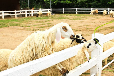 Sheep feeding grass in farmの写真素材
