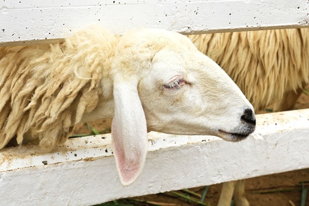 Sheepの写真素材