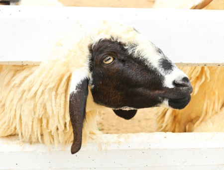 Sheepの写真素材