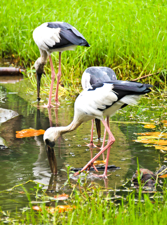 Open billed Stork bird, Anastomus oscitans in the water