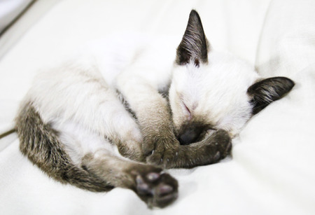 Sleeping Thai Kittenの写真素材