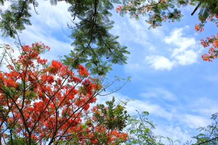 Flame tree Flower (Poinciana) blossom on blue sky backgroundの写真素材