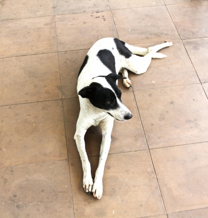 Thai dogの写真素材