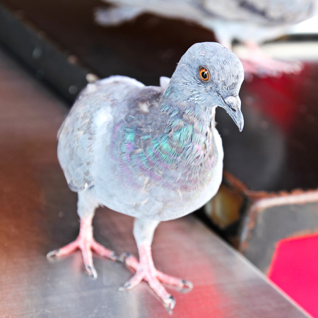Rock Dove (Rock Pigeon) standingの写真素材
