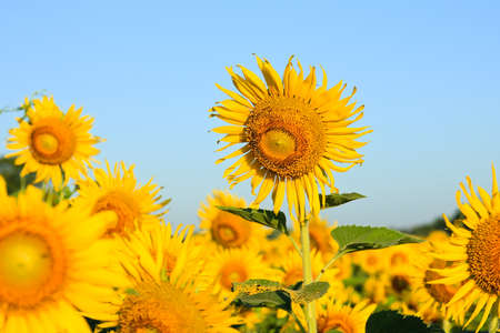 Sunflower Field.の写真素材
