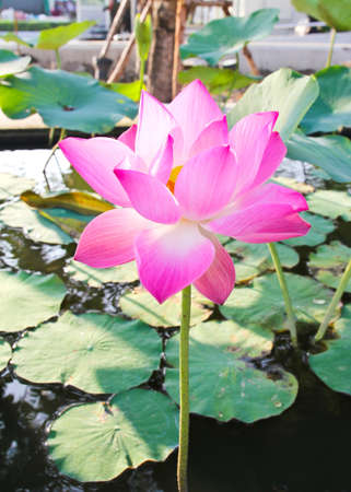 Pink Lotus Flower.の写真素材