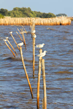 Seagulls standing on a wooden postの写真素材