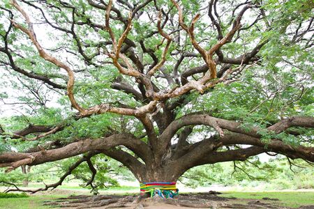 Largest Monkey Pod Tree in Kanchanaburi, Thailandの写真素材