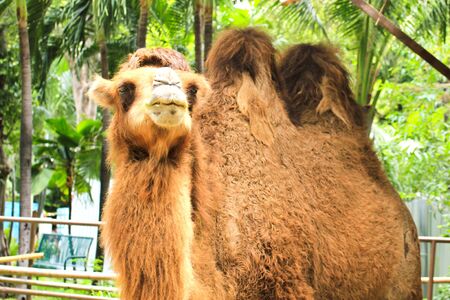 camel in zooの写真素材
