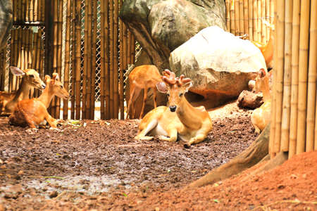 deers in the zooの写真素材