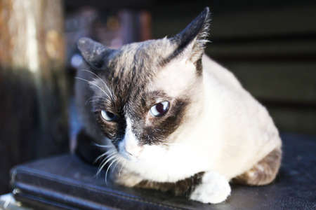 Thai Catの写真素材