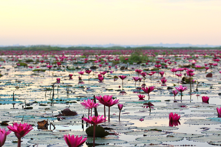 The Lake of water lily, Udonthani, Thailandの写真素材
