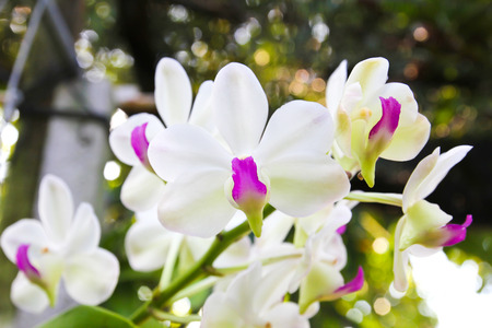 Beautiful orchid in garden