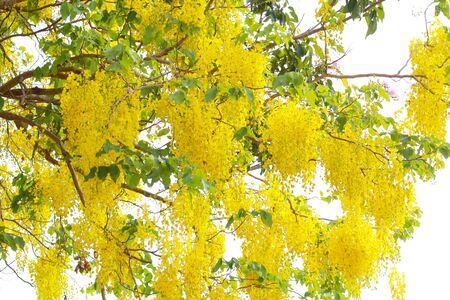 Cassia fistula flowerの写真素材