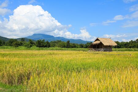 Rice field in Chiang Mai ,Thailand.の写真素材