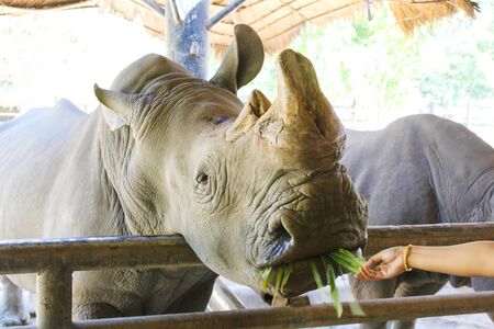 Feeding Rhino in a zoo.の写真素材