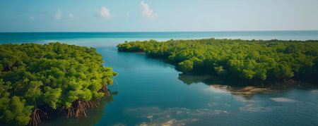 Aerial panoramic view of a lush verdant mangrove forest landscape with a distant horizon illustrating the vast open and serene nature of this tropical ecological havenの素材