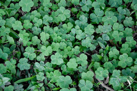 Three Leaves Cloverの写真素材
