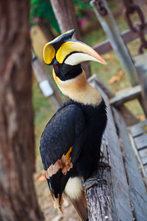 Bird in the forestの写真素材