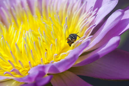 Bee and yellow purple water lilly