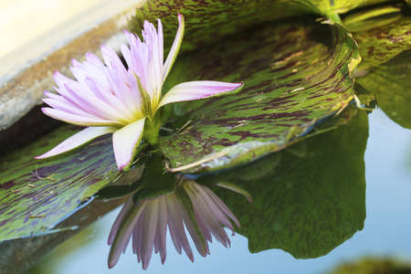 lotus flower background