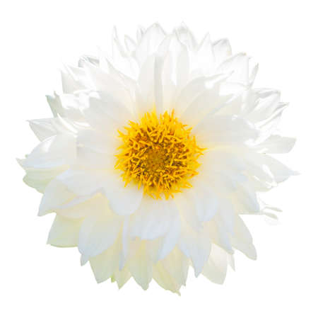 White flowerの写真素材