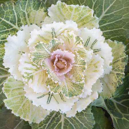Vegetable textureの写真素材