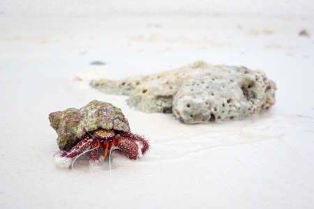 Hermit on the beach