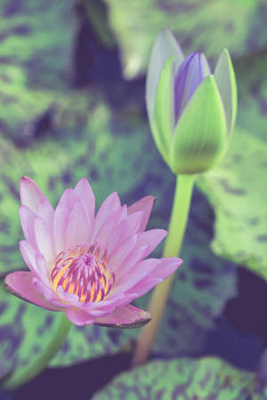 lotus flower blossom in the pool as vintageの写真素材