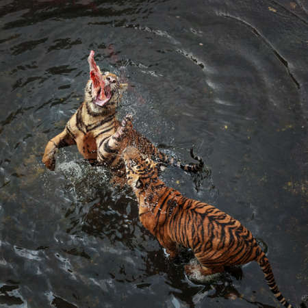 Tiger eat the bait
