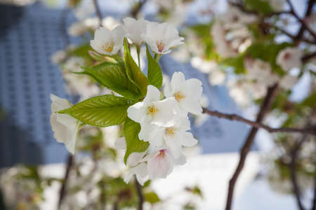 White sakura flower close-up