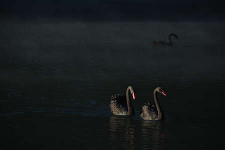 COUPLE BLACK SWANS IN THE RIVERの写真素材