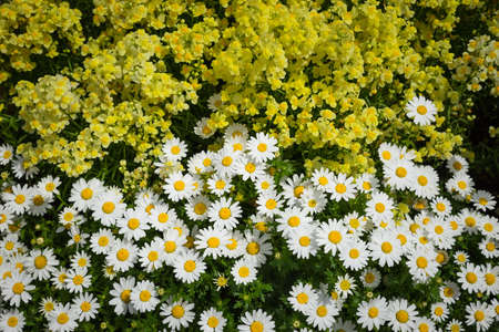 White yellow flower texture as backgroundの写真素材