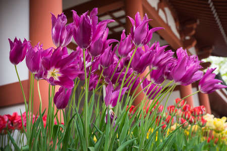 Purple tulip flowersの写真素材