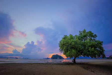 Single tree on beautiful cloud skyの写真素材
