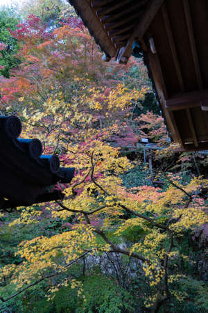 Autumn garden tree and a japanese roof coverの写真素材