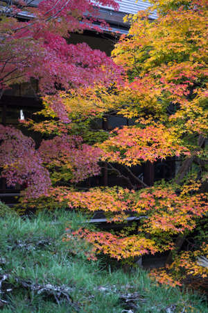 Autumn garden tree, yellow red and green color