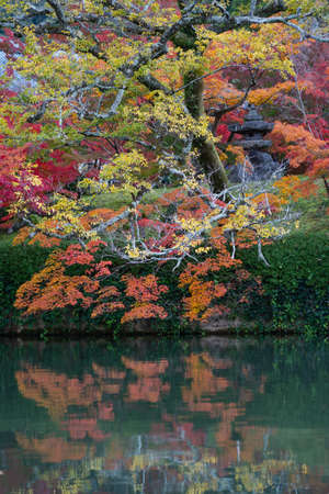 Abstract autumn red yellow tree refelction the riverの写真素材