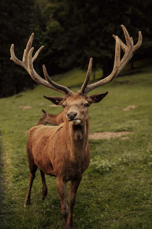 Beautiful male red deer in the forest.Wildlife concept
