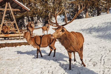 Male deer, and several deer in the wonderful winter landscape, they came to the area where the forester feeds themの写真素材