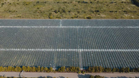 Aerial top view of greenhouse plant. Agronomy, year-round climate control and yield, indoor farming,...