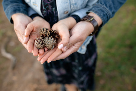 Pine cones in the hands of a girl. Selective focus.の写真素材