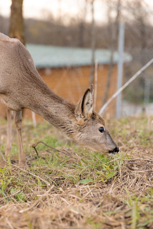 Young white-tailed deer (Capreolus capreolus)の写真素材