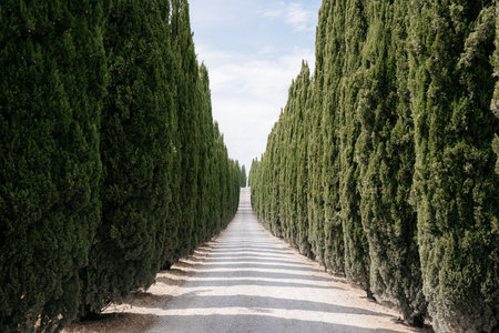 Scenic gravel road bordered by tall cypress trees in the picturesque landscape of tuscany, italy,...