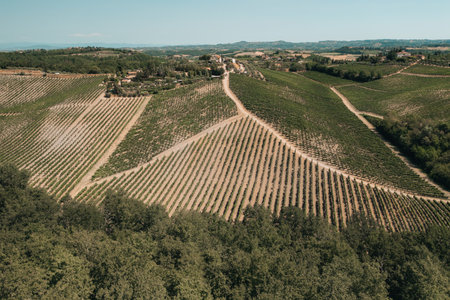 Rows of grapevines growing on rolling hills in tuscany, italy, create a beautiful geometric patternの写真素材