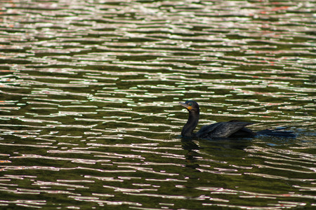 Black duck floating in a lake with light reflectionsの写真素材