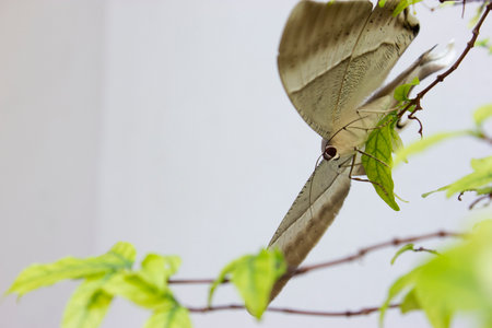 Close-up Lyssa Zampa Moth in the Garden, Rare Butterfly.の写真素材