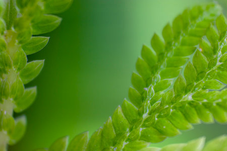 Beautiful Close Up of Green Wild Ferns, Depth Of Field In The Forest.の写真素材