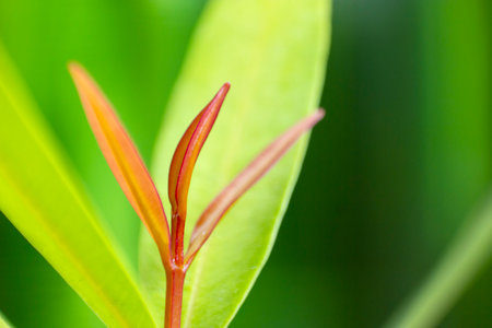 Close Up Leaf Australian Rose Apple in the garden.の写真素材